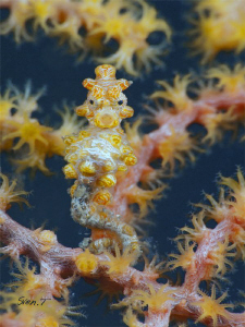 Bargibanti pygmi seahorse by Sven Tramaux 